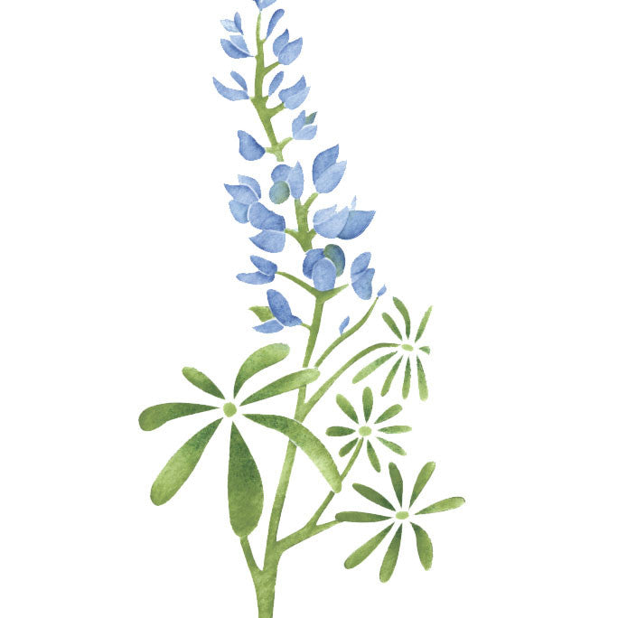 Texas Bluebonnet Flower Wall Stencil