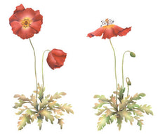 Poppies Wall Stencil by The Mad Stencilist