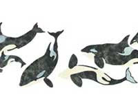 Killer Whales Stencil