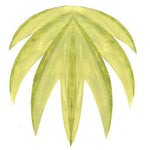 Rainforest Palm Wall Stencil