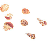 My Shell Collection Wall Stencil by DeeSigns