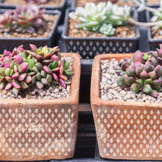 Mini Harlequin Stencil Planter Pots